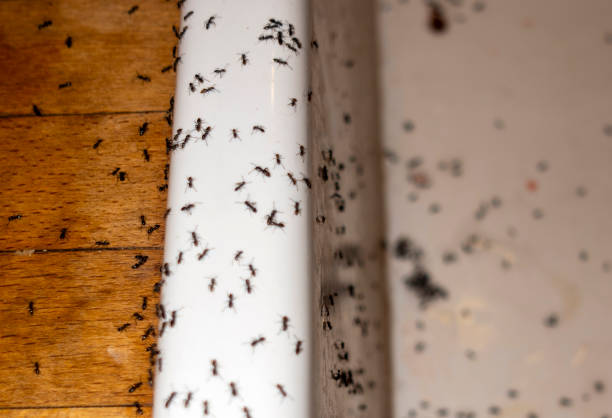 Best Pest Control for Restaurants  in Ohioville, PA