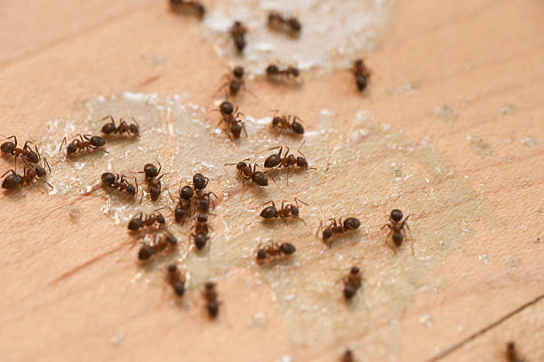 Best Local Pest Control Services  in Ohioville, PA